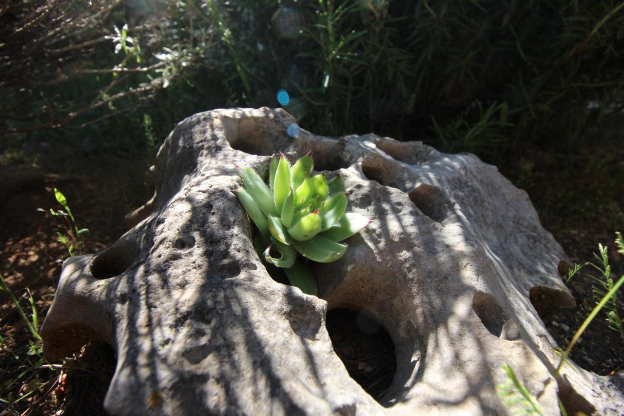 Pridraga Stone House Skrivenaヴィラ エクステリア 写真